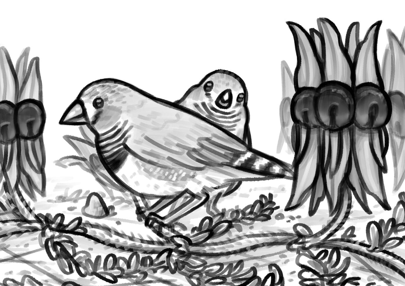 Zebra Finches