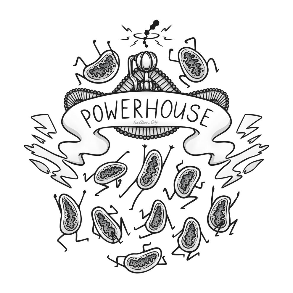 Mitochondria party